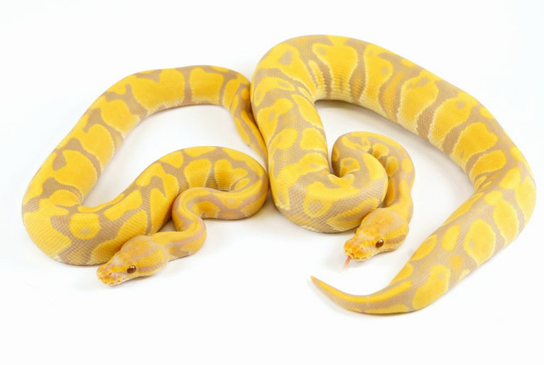 candy-ball-pythons-morph