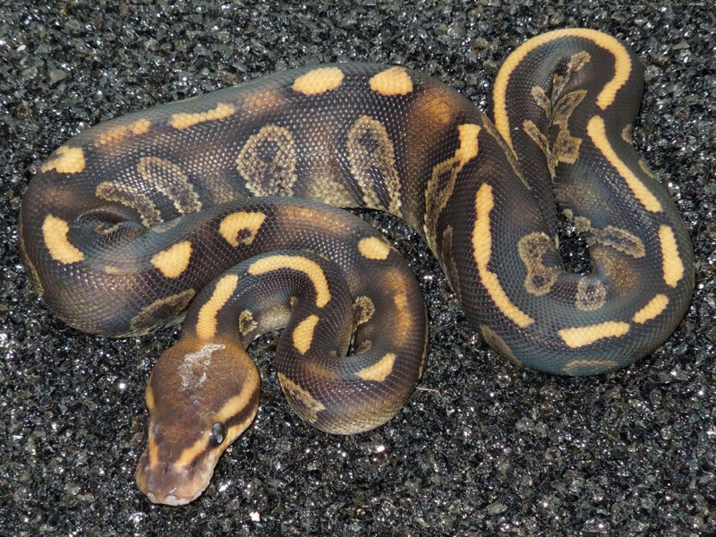 chocolate ball python morph