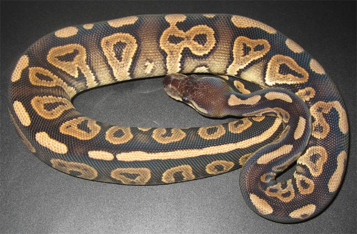 cinnamon python morph