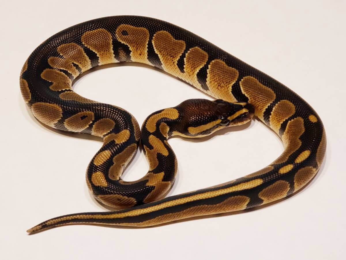 Top 50 Amazing Ball Python Morphs - Reptileszilla