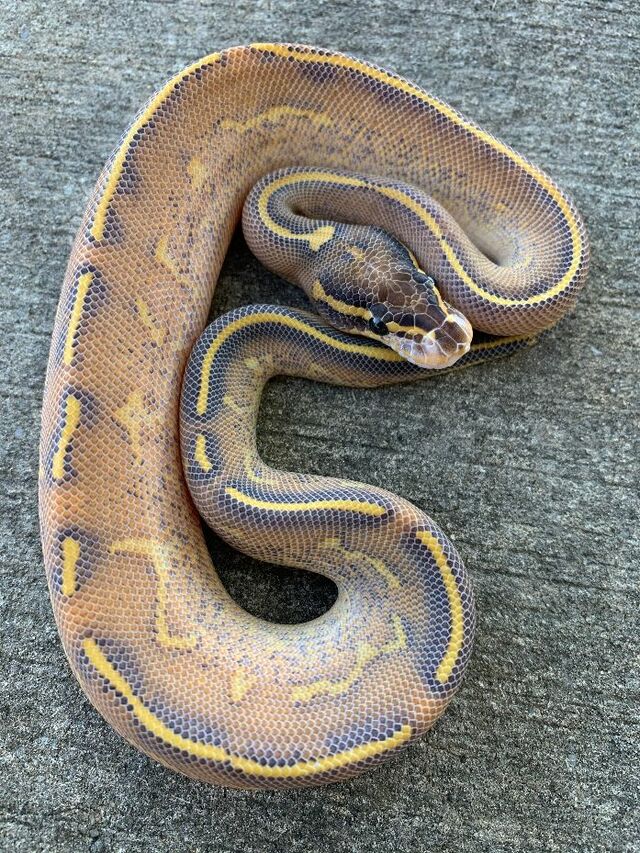 highway python morph