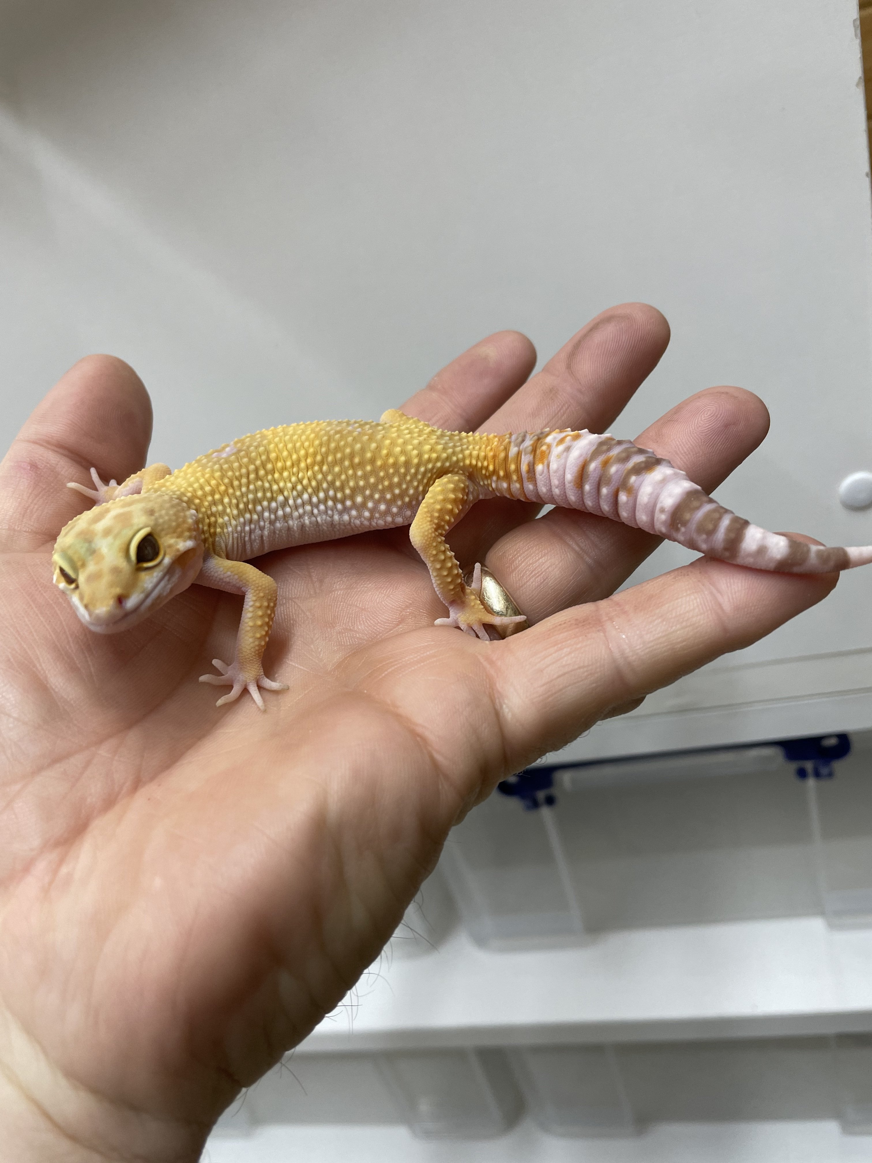 hybino gecko