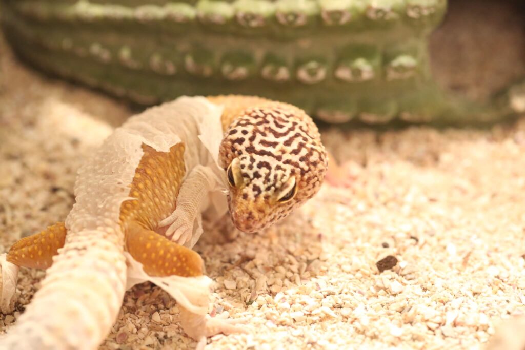 leopard gecko shedding