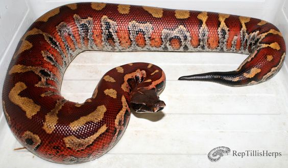 red ball python snake