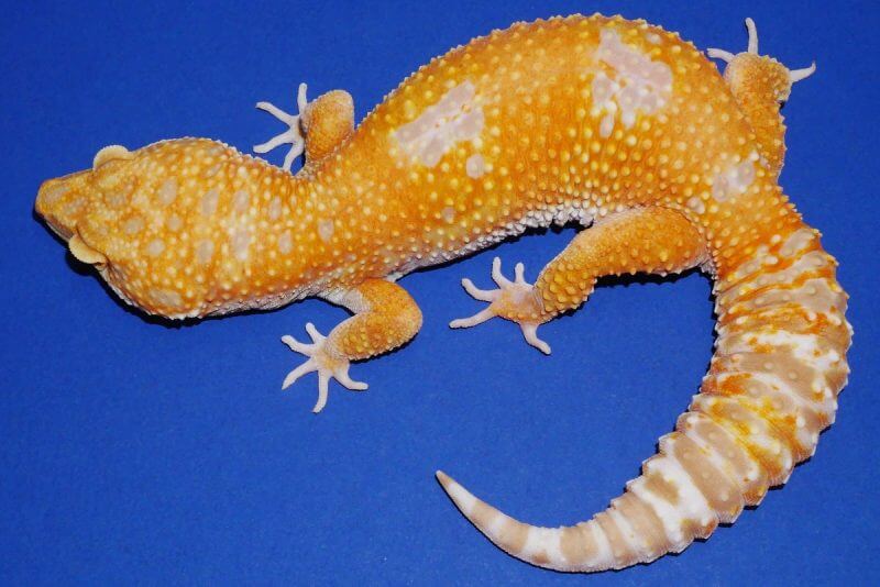 tremper leopard gecko