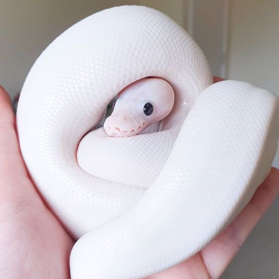 white wedding ball python
