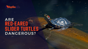 Are Red eared slider turtle dangerous