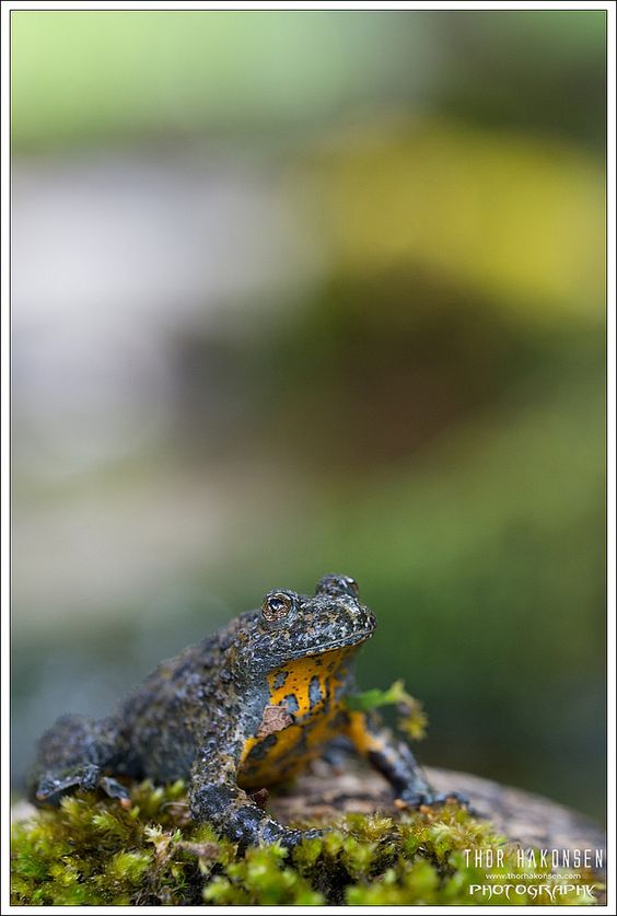 yellow fire bellied toad