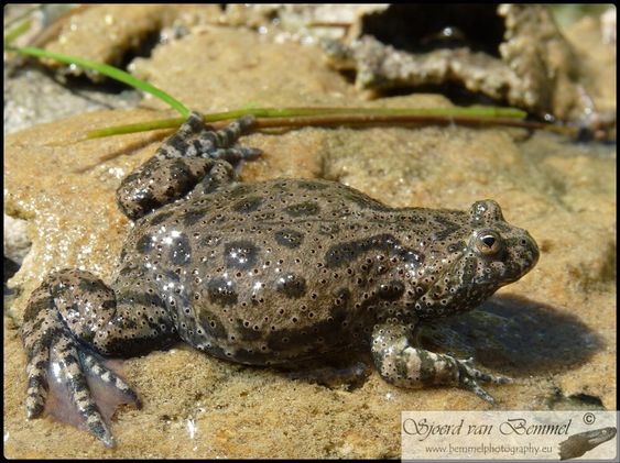 europian fire bellied toad