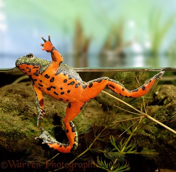 oriental fire bellied toad