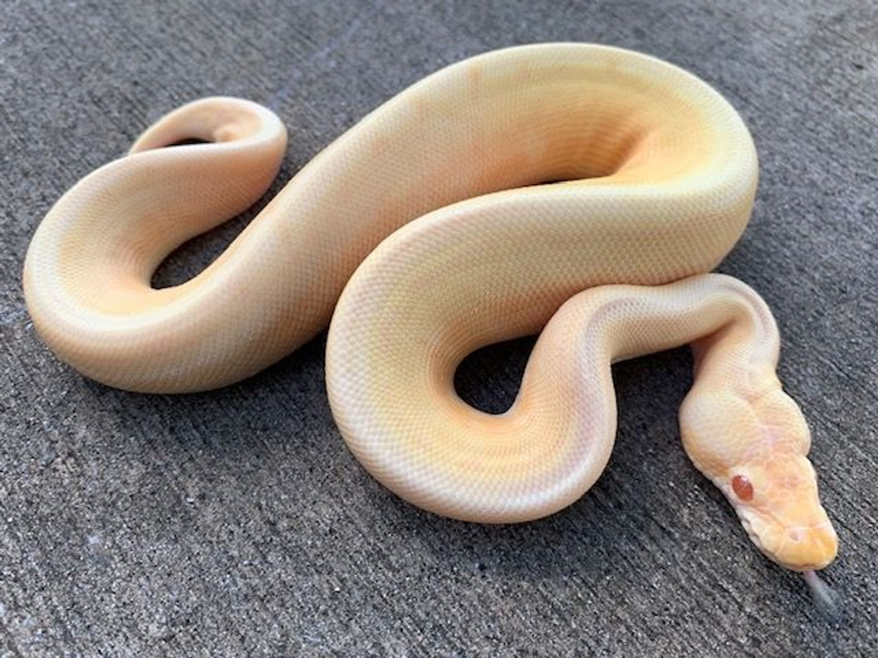 Baby Albino Ball Python