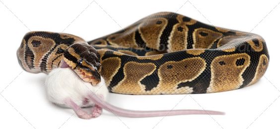 Ball Python Diet