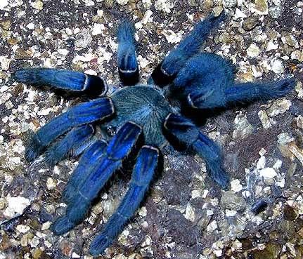 Black Blue Tarantula