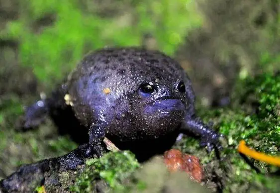 Black Rain frog: A Complete Care Guide - Reptileszilla