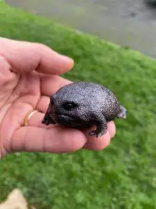 Black Rain Frog Image