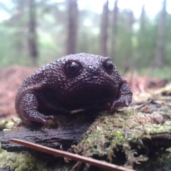 Black Rain Frog