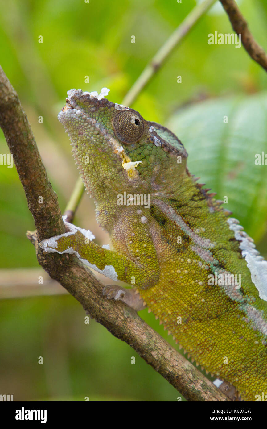 Chameleon shedding skin