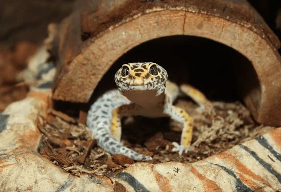 Leopard gecko Habitat