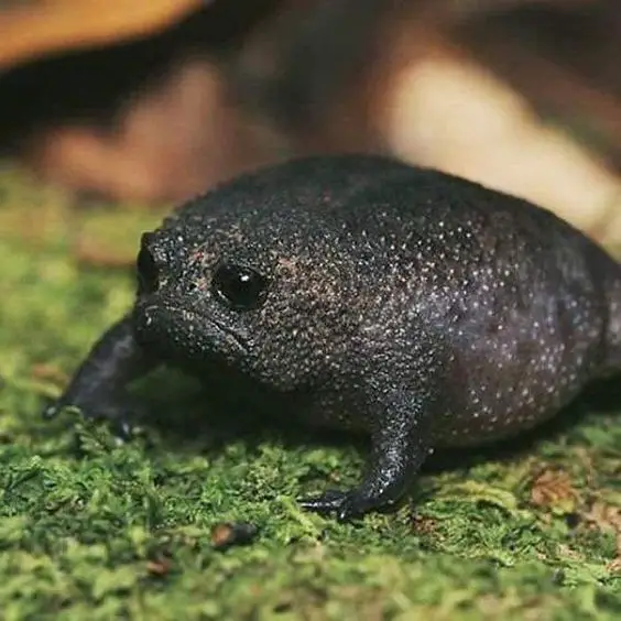 rain Frog