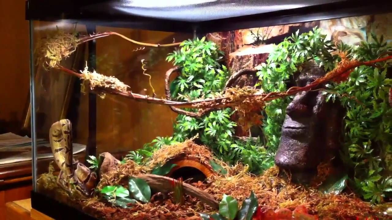 ball python habitat setup