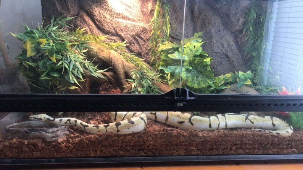 ball python habitat setup