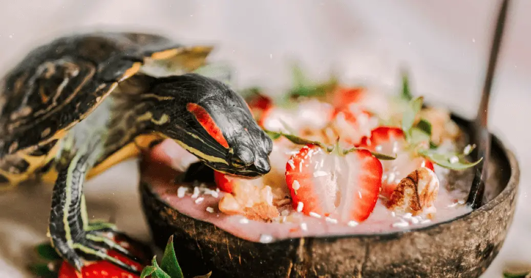 red-eared-slider-turtle-diet-all-you-need-to-know-reptileszilla