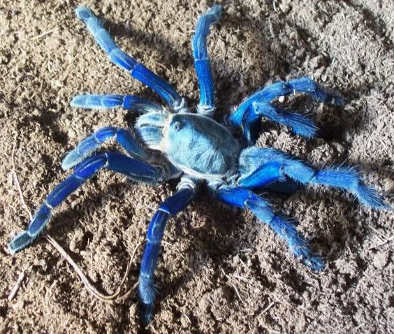 black blue tarantula habitat