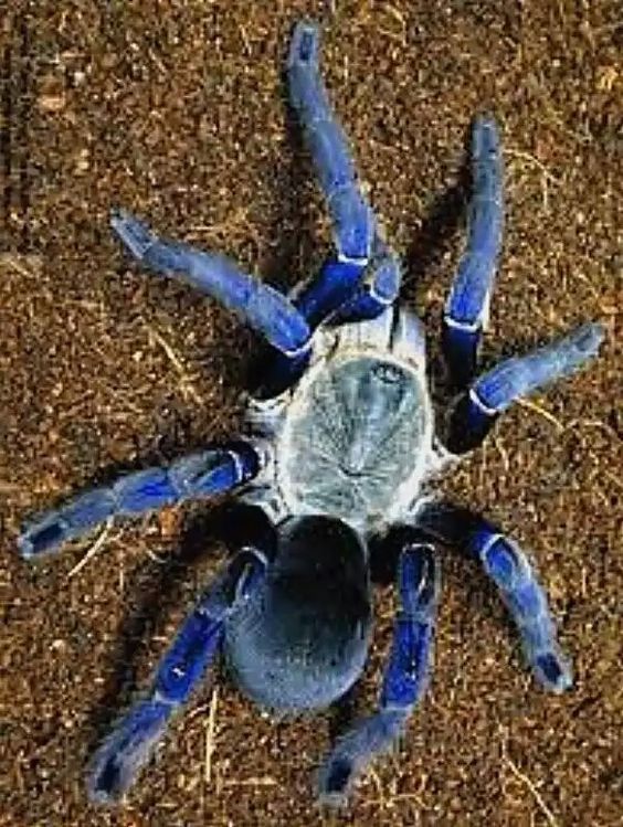 tarantula spider