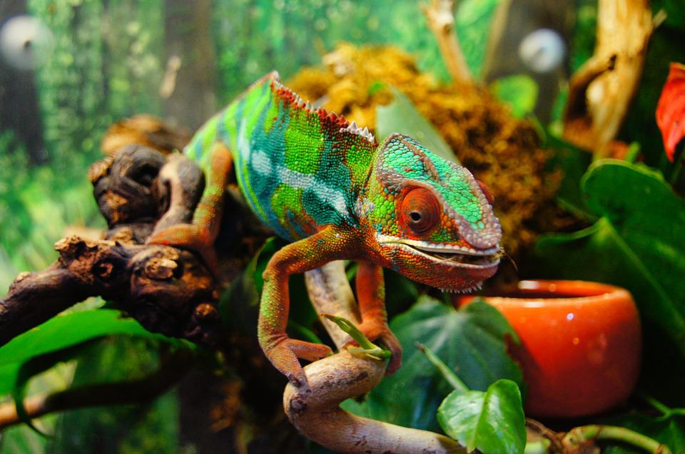 chameleon-multicolor