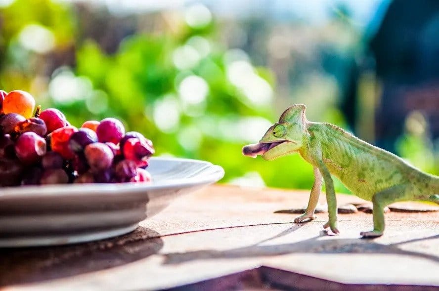 chameleon eating fruit