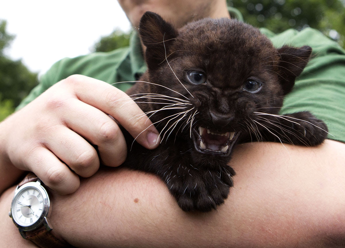 panther-baby-shedding