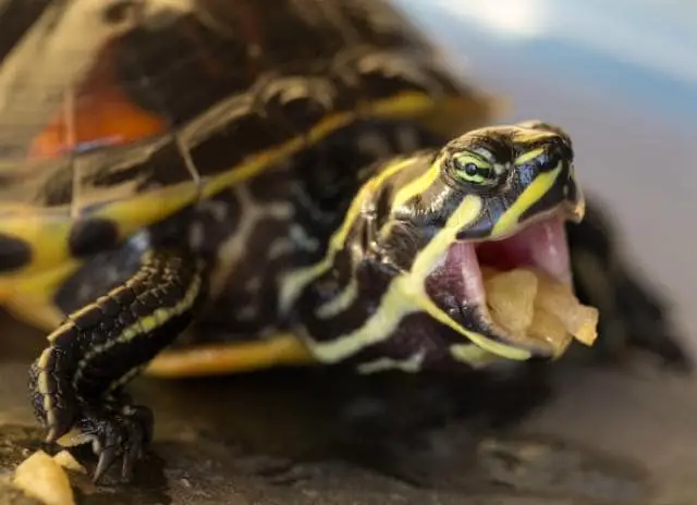 what-pet-turtles-eat