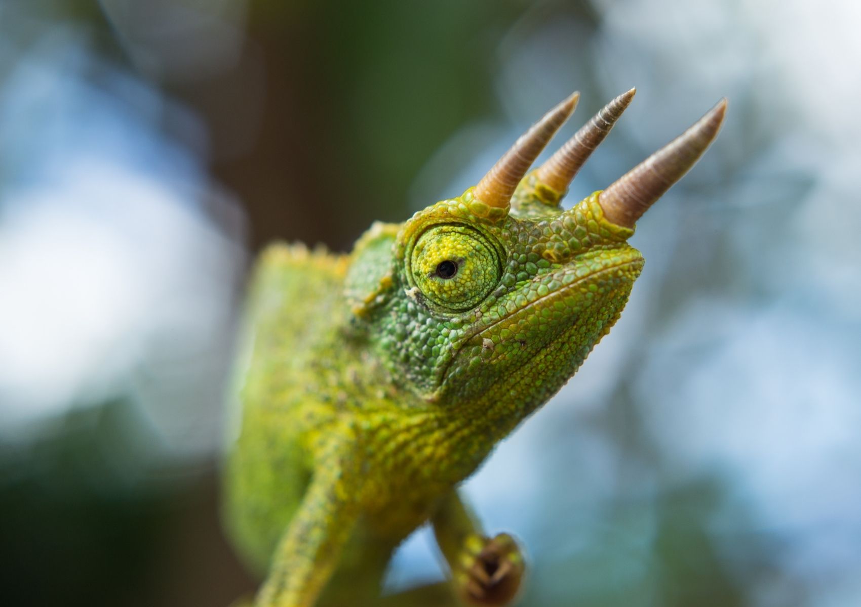 African Chameleon