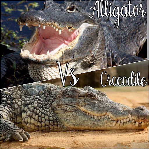 crocodiles vs alligators size