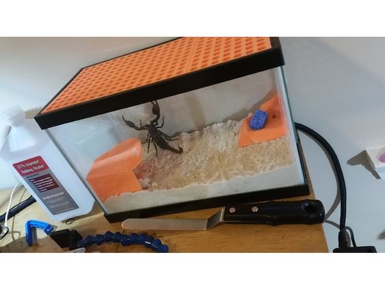 Aquarium for scorpion