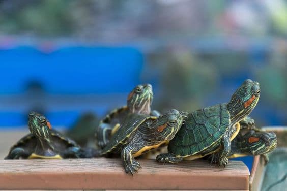 Baby red eared Slider turtle