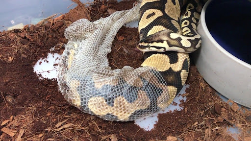 Ball Python shedding