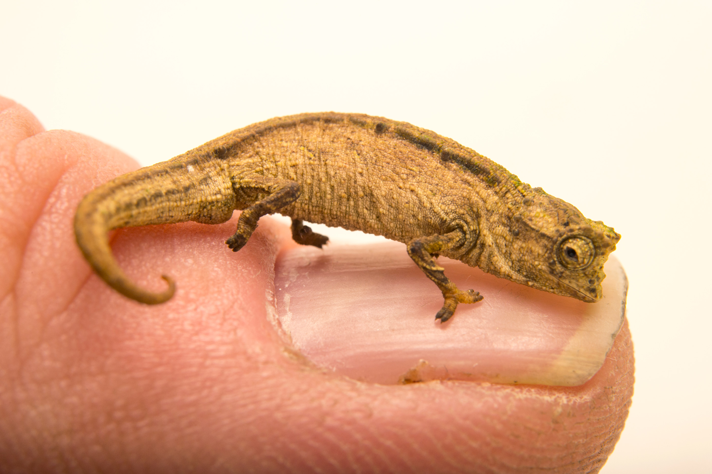 Black-Headed Dwarf Chameleon