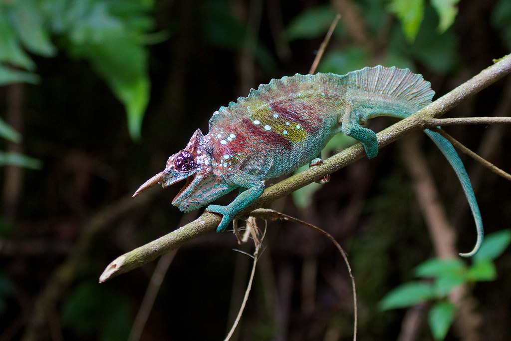 Cameroon Sailfin Chameleon