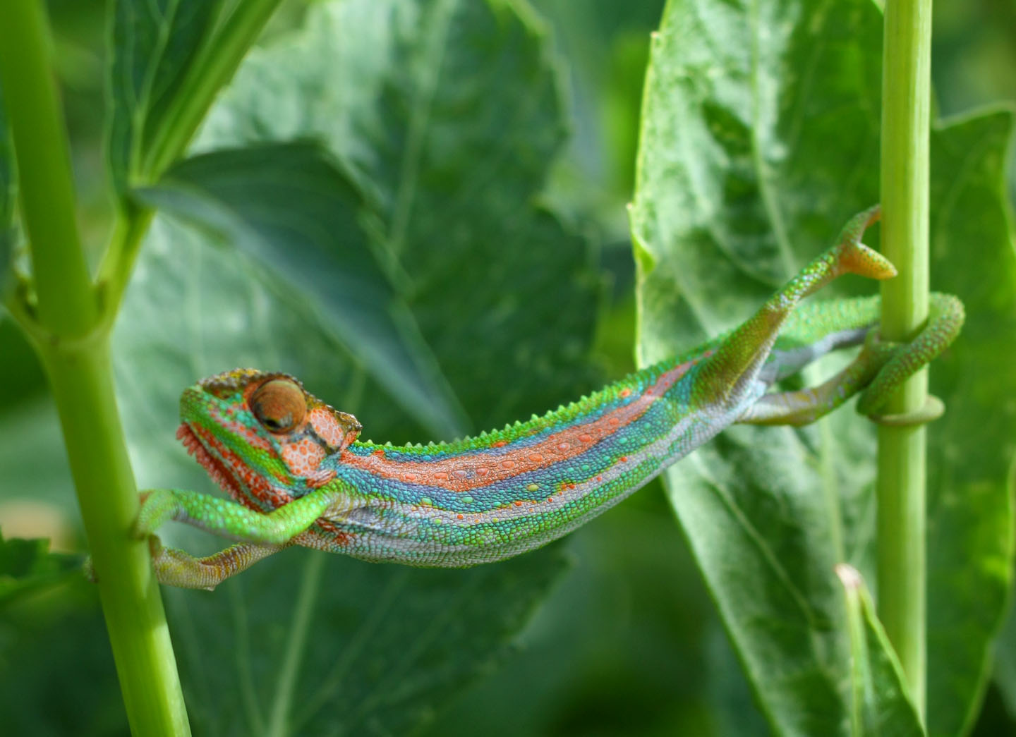 Cape Dwarf Chameleon