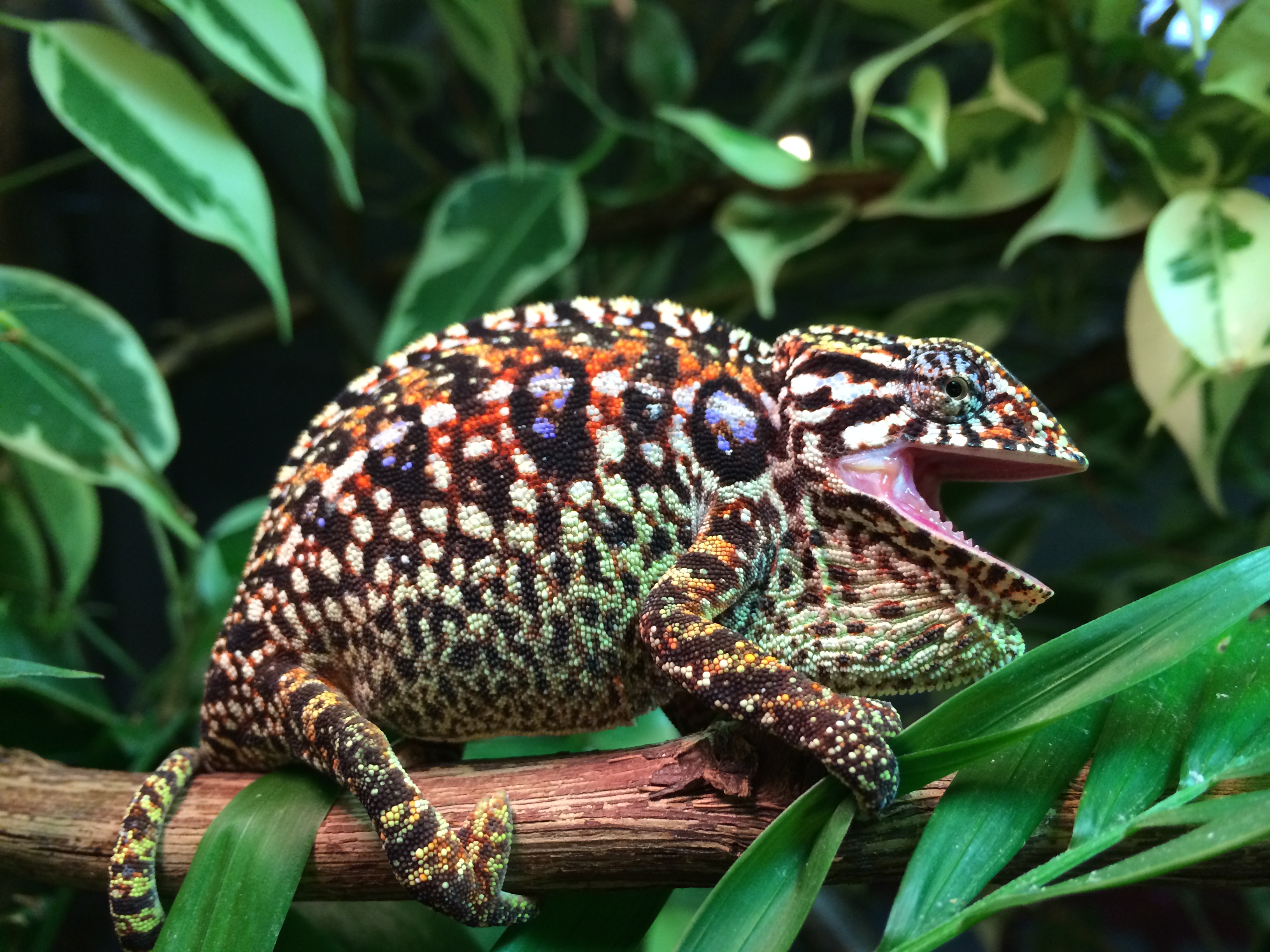 Carpet Chameleon