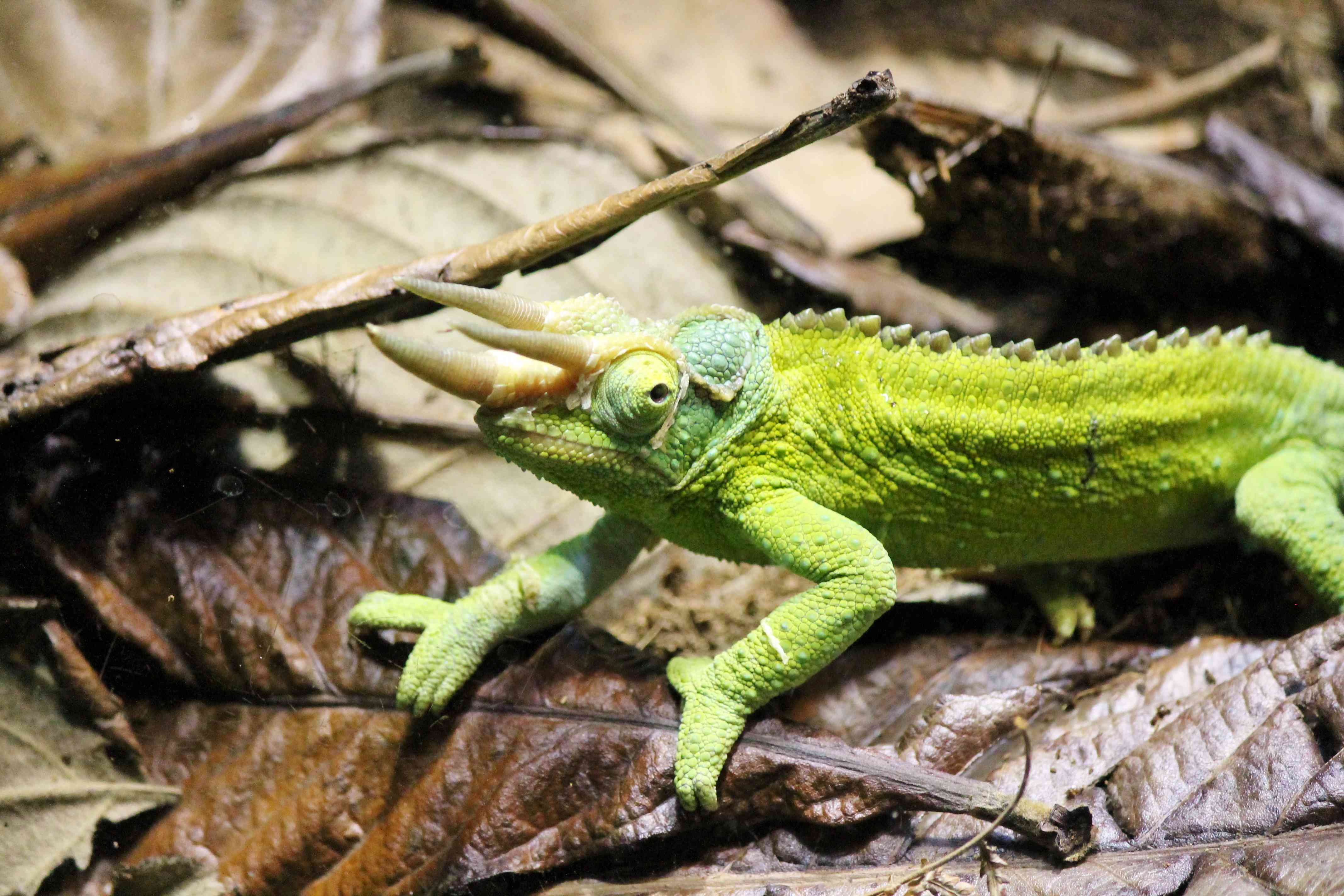 Chameleon Rhinoceros