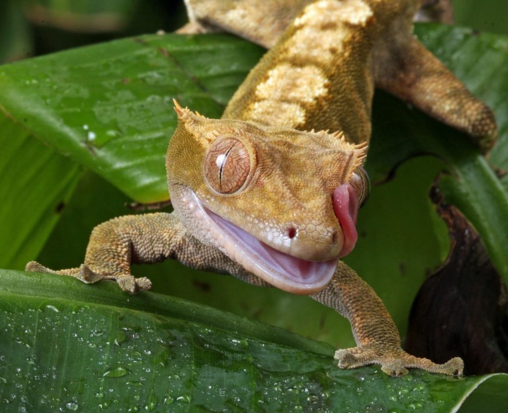 Crested gecko habitat