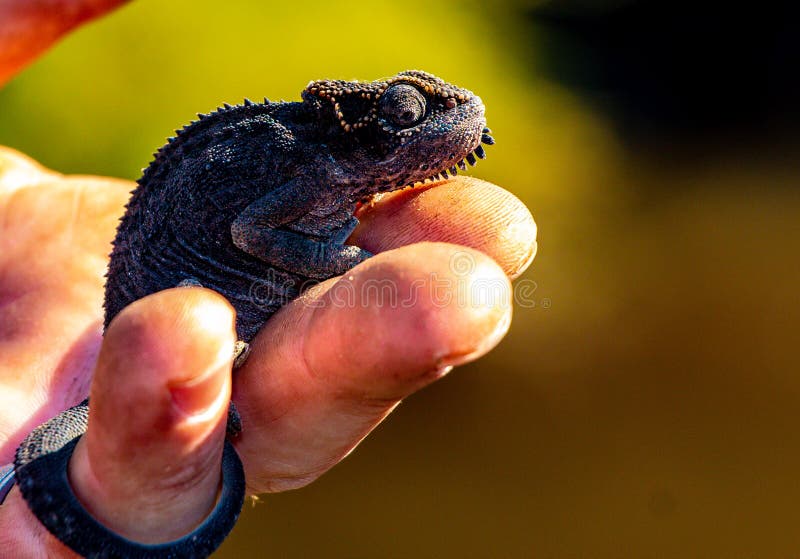 Drakensberg Dwarf Chameleon