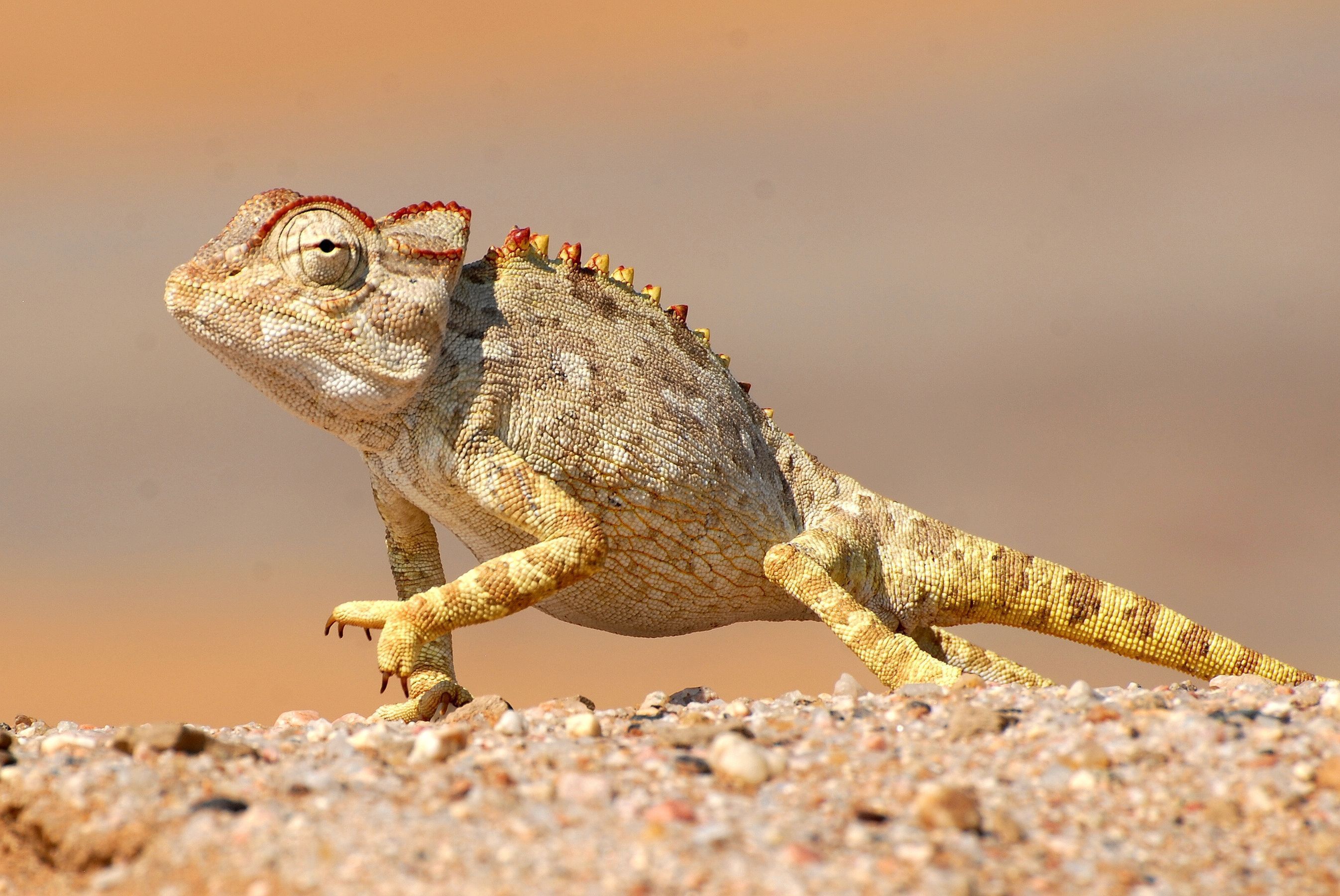 Dwarf Chameleon Namaqua