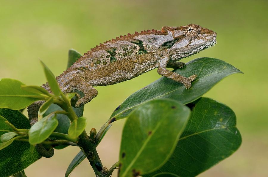 Dwarf Chameleon Robertson