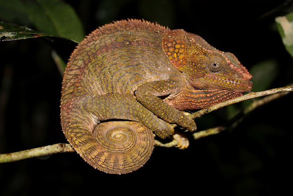 Elephant-Eared Chameleon