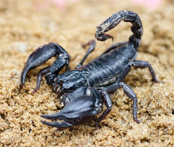 Emperor Scorpion Care Guide