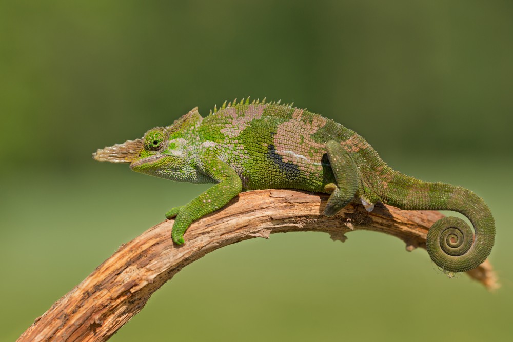 Fischer Chameleon