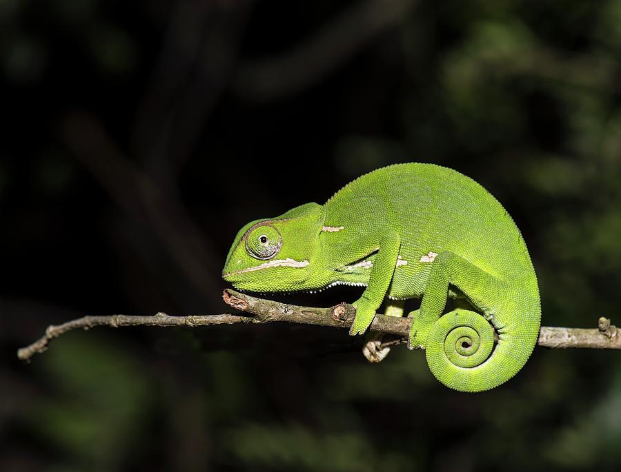 Flap-Necked Chameleon